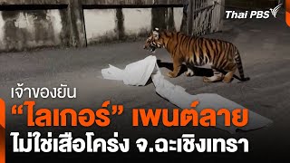 เจ้าของยัน "ไลเกอร์" เพนต์ลาย ไม่ใช่เสือโคร่ง | วันใหม่ ไทยพีบีเอส | 17 พ.ค. 67