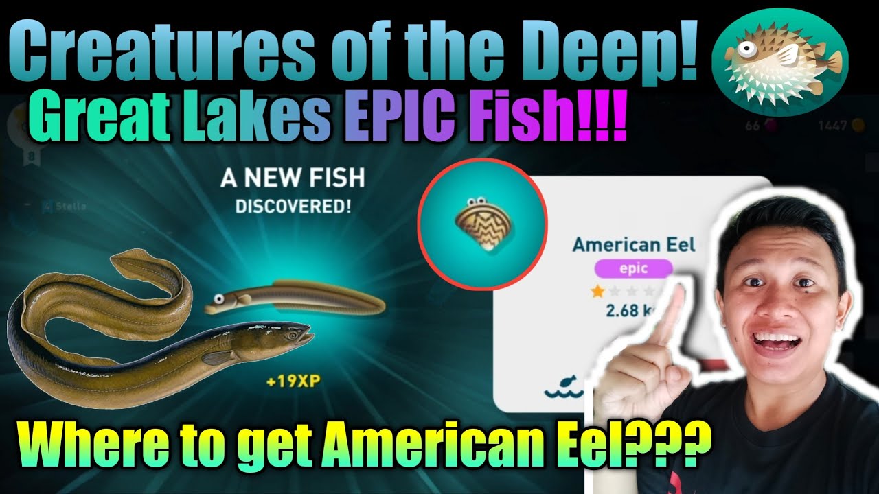 American Eel Creatures of the Deep Location Cara Memancing American