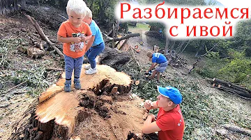 Разбираемся с ивой