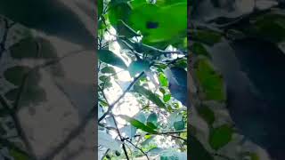 oranges  garden কমলা  লেবু  পাতিলেবু গন্ধরাজ লেবু 