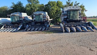 3 gleaners picking 2025 corn