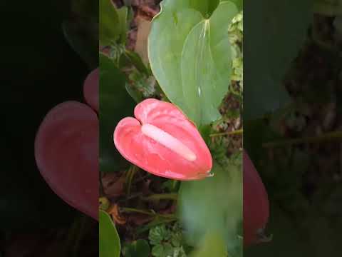 Video: När blommar en flamingoplanta?