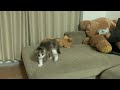 遅く帰ったらぷんすか状態の子猫がこちらです・・・
