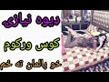 ډیوه نیازۍ وایی کوس ورکوم خو باید پالمان ته لاړه شم ویدیو وګوری چاینل سبسکرایب کړی ویدیو لایک کړی ډیوه نیازۍ وایی کوس ورکوم خو باید پالمان ته لاړه شم ویدیو وګوری چاینل سبسکرایب کړی ویدیو لایک کړی