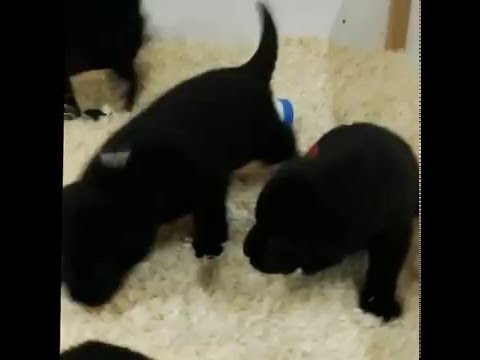 Vidéo: Sevrage Des Chiots : Comment Sevrer Les Chiots Et Quand Commencer