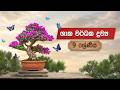 9 ශ්‍රේණිය විද්‍යාව - ශාක වර්ධක ද්‍රව්‍ය - 7 පාඩම (Grade 9 Science - Plant Growth Substances)