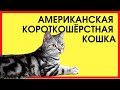 АМЕРИКАНСКАЯ КОРОТКОШЁРСТНАЯ КОШКА