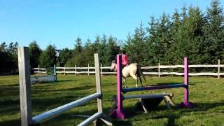 Candy jumping 2'3-2'6 course in a rope halter!