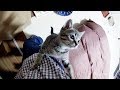 子猫がご飯を待ちきれずに何度も足をよじ登ってくる