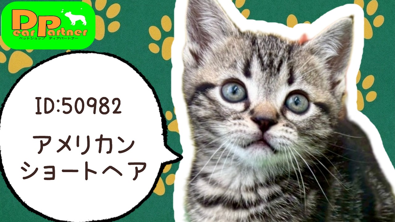 アメショーcat様 ID:50982 アメリカンショートヘア♀ - YouTube
