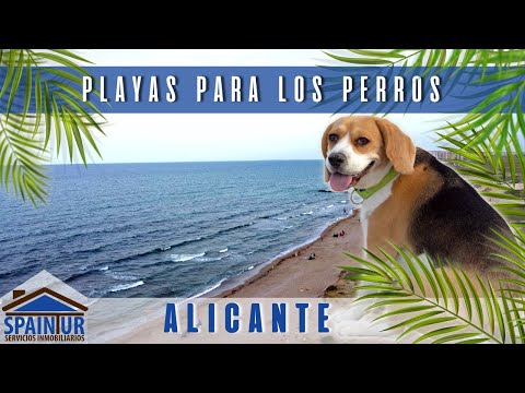 Video: Top 12 playas para perros