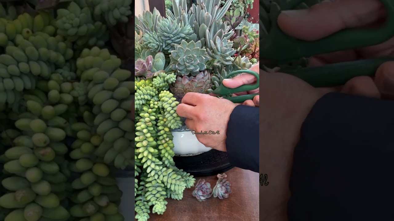 Succulent Tips Propagation With Echeveria Babies Succulents Suculentas Gardening Propagate