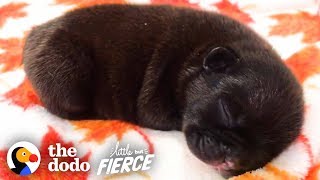 Watch These Half-Pound French Bulldogs Grow Up! | The Dodo Little But Fierce
