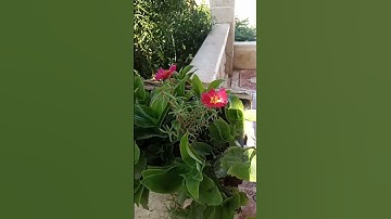 (قال ربي إني وهن العظم مني واشتعل الرأسُ شيبا)#غيث_سميرين ##تلاوة_بدون_مؤثرات✨