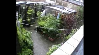 Sparrowhawk Attack caught on CCTV
