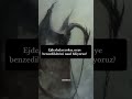 Ejderhalar yoksa, neye benzediklerini nasl biliyoruz?