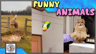 Compilation of funny animals! #026 Choose what you liked most and leave a comment! Subscribe!