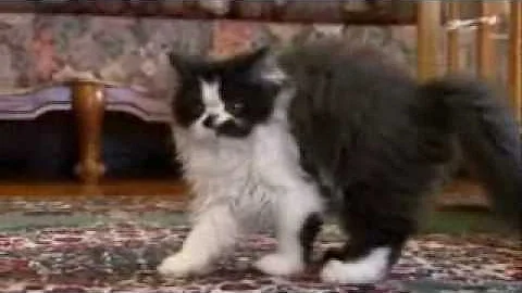 Video 279041: persian, popular breed, cat
