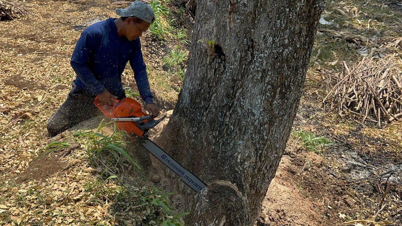 Sweet Surprise... Cut down 2 old trees in the rice fields. - YouTube
