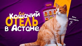 Кошачий отель в Астане. Удивительное рядом #кошки