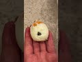 tomikkunet funny crazy seafood video😂😂😂|Tiktok the Best!! #shorts #TikTok