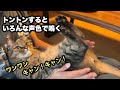 【猫の鳴き声】お尻トントンするといろんな声色で鳴く