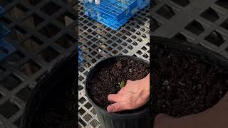 Potato Tc Phenotype Project