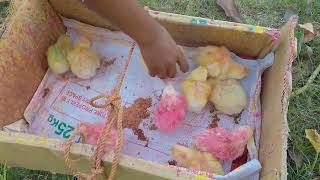 Catching chickens | Colorful Chickens | Rainbow Chicken | Chicken Farming Video |  Cute Murgi 1 M