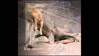 картинки приколы с животными картинки приколы с животными