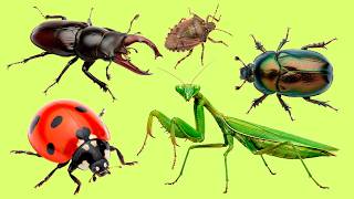 Learn 25 Insect Words in English FAST — Can You Repeat Them All?