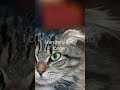 I am small #viral #cat #trending #funny #memes