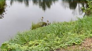 Dive team called to check car in pond off N. Tryon near I-485 on Sunday, no one was found inside