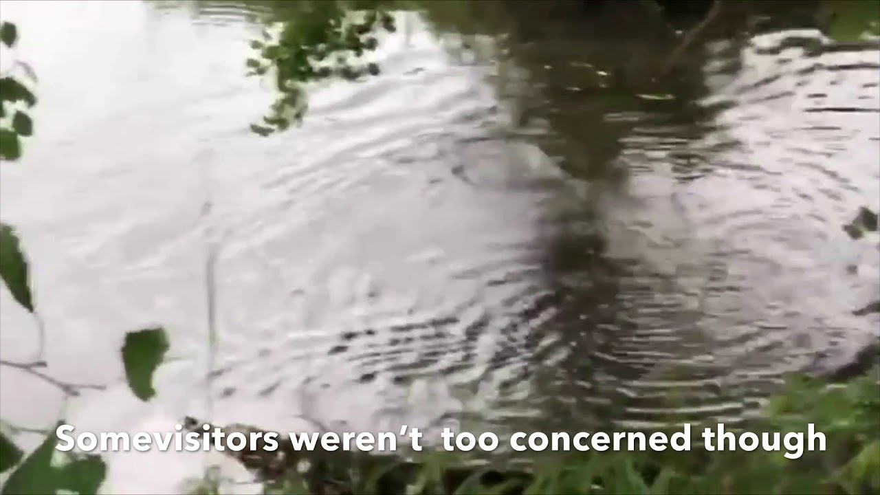 Otter feeding at Ebley Mill, Stroud