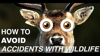 Deer in the Headlights - How to Avoid Hitting Deer | 4 Minute Friday