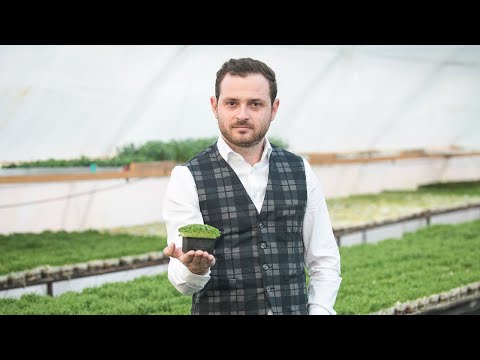 Agricultura de mâine - Microgreens: cum faci venituri mari din plante foarte mici în România