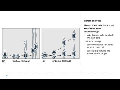 OSSM Neuro Chapter 23 - Neurogenesis