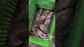 Biofloc Fish Farming Harvesting Monosex Tilapia