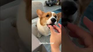 Corgi waits for blueberry