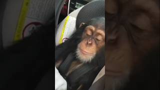 Rock Out With Baby #Chimpanzee Limbani. #Eltonjohn #Imstillstanding