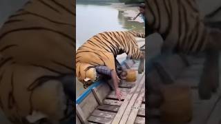 On Camera Tiger Attack Fisherman In Sundarban
