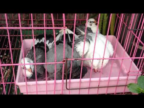 鴿子洗澡 IMG_3136.MOV