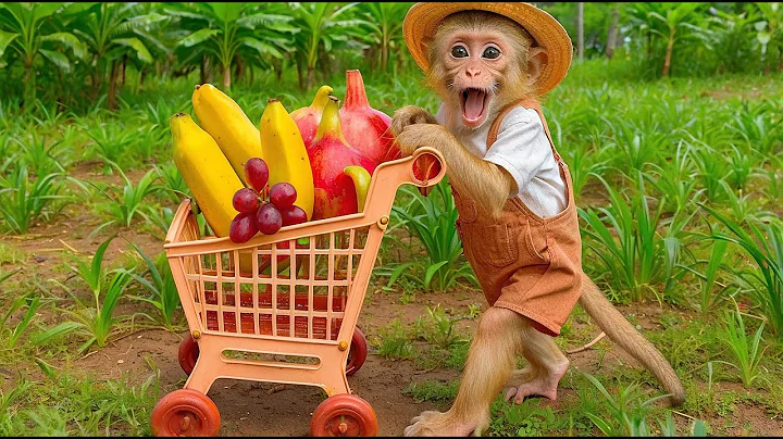Ken Monkey go to harvest fruit and eat with baby rabbits in the garden