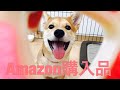 ペット用品をAmazonで。【柴犬だんご】