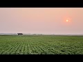 North Farm Winter Wheat