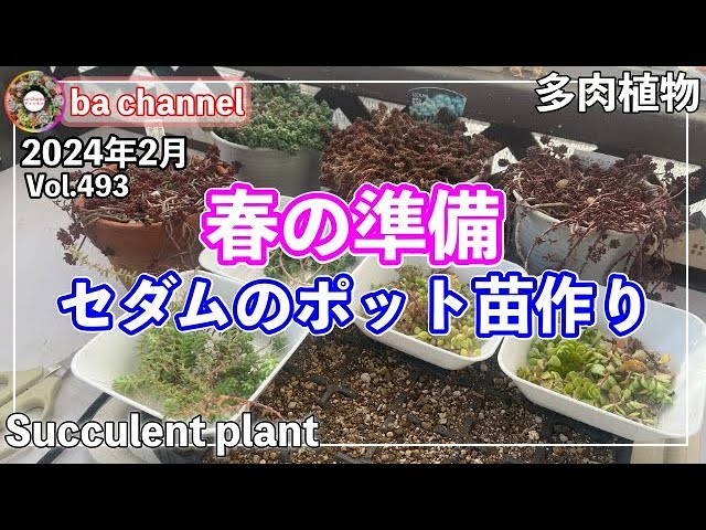 493 {Succulents} Great for spring plantings 🌸 Growing rooted