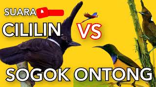 CILILIN vs SOGOK ONTONG sogon jernih panjang