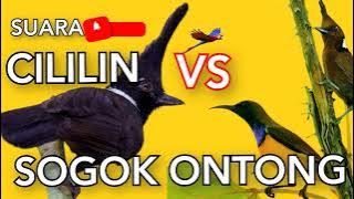 CILILIN vs SOGOK ONTONG sogon  jernih panjang