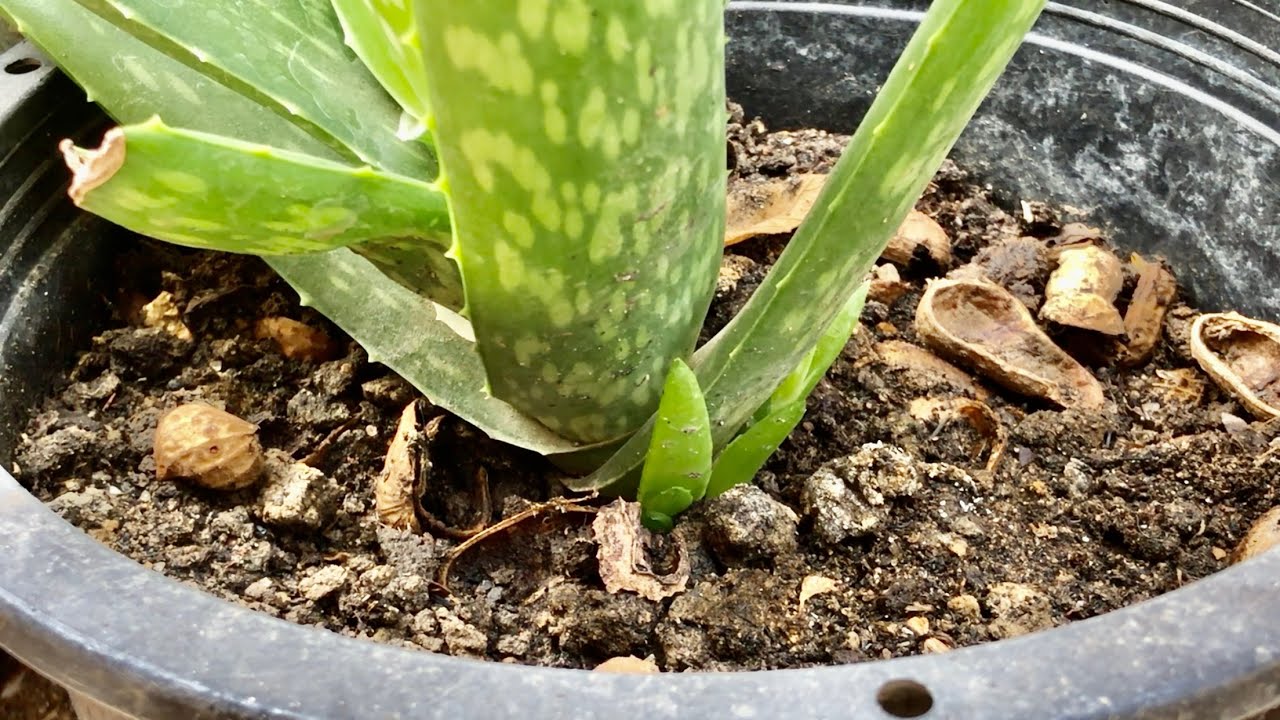 How To Grow Aloe Vera Plant With Fertilizer Land Compost/Natural/Add Eggshellsaloevera grow