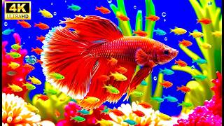 Best Aquarium Fish Fisch 2026 | Calm Ocean Music &amp; Stunning Marine Life #nature #wildlife #music