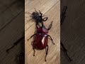RHINOCEROS BEETLE VS STAG BEETLE 💪😅😁#shorts #insects #rhinocerosbeetle #stagbeetle #matches